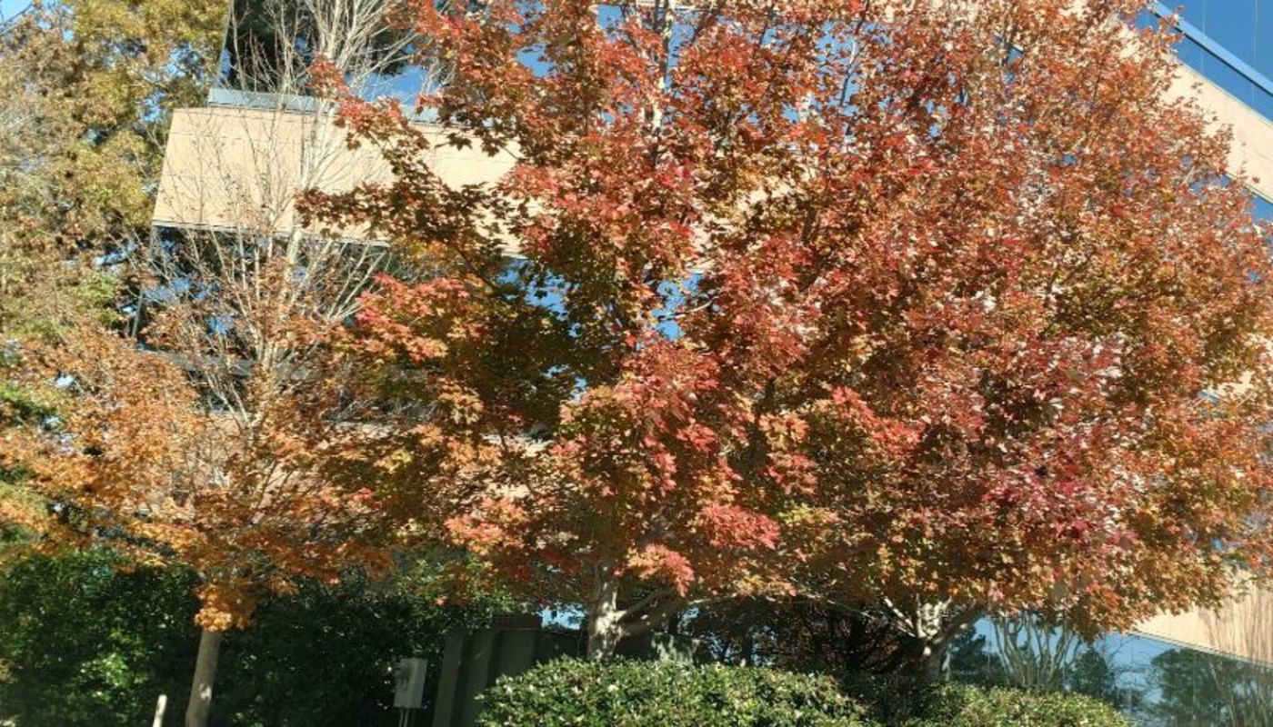 Ellie Mental Health Birmingham-Hoover