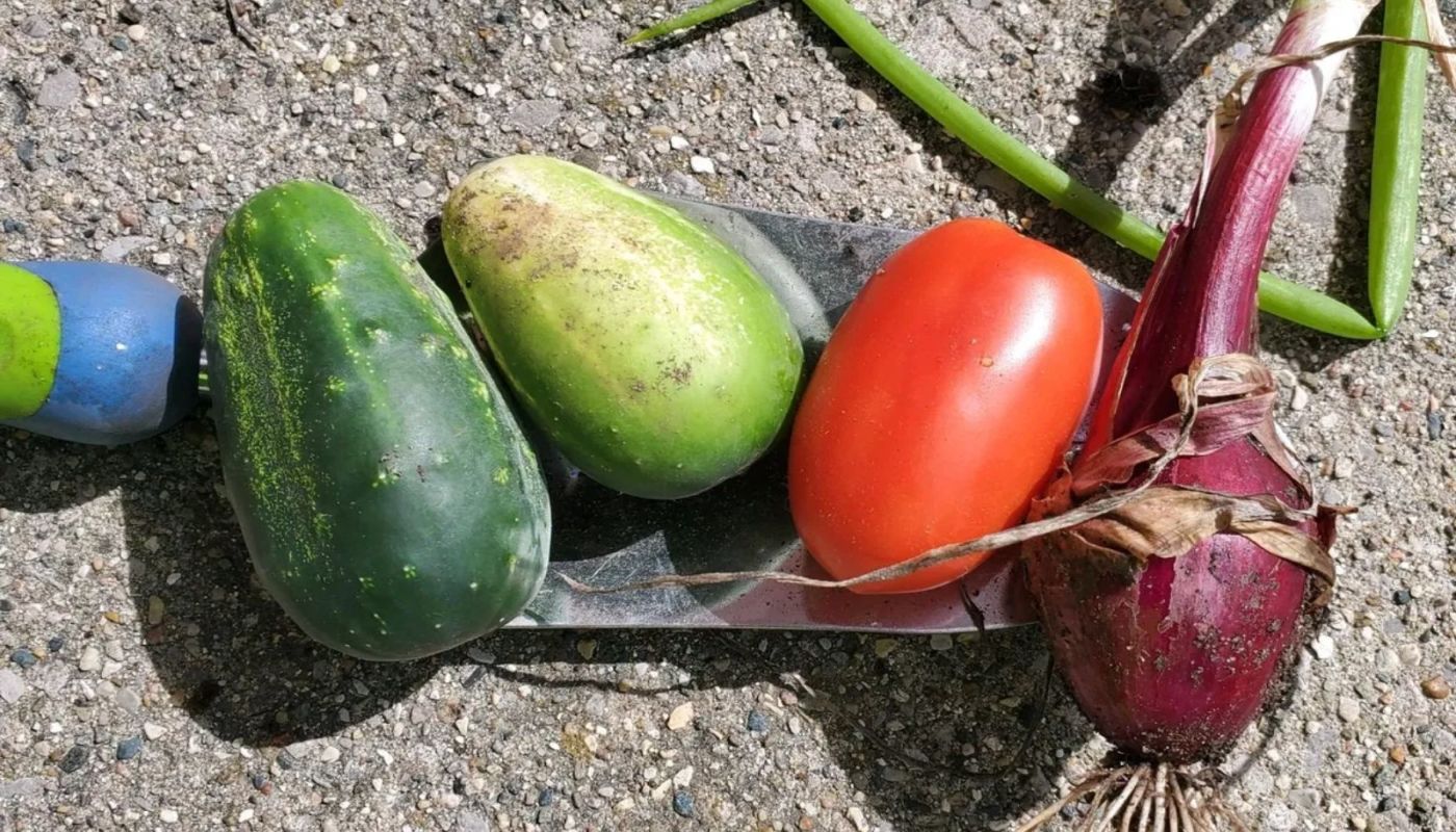 Elmhurst Naomi's Nest