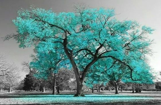 Progress House Camino