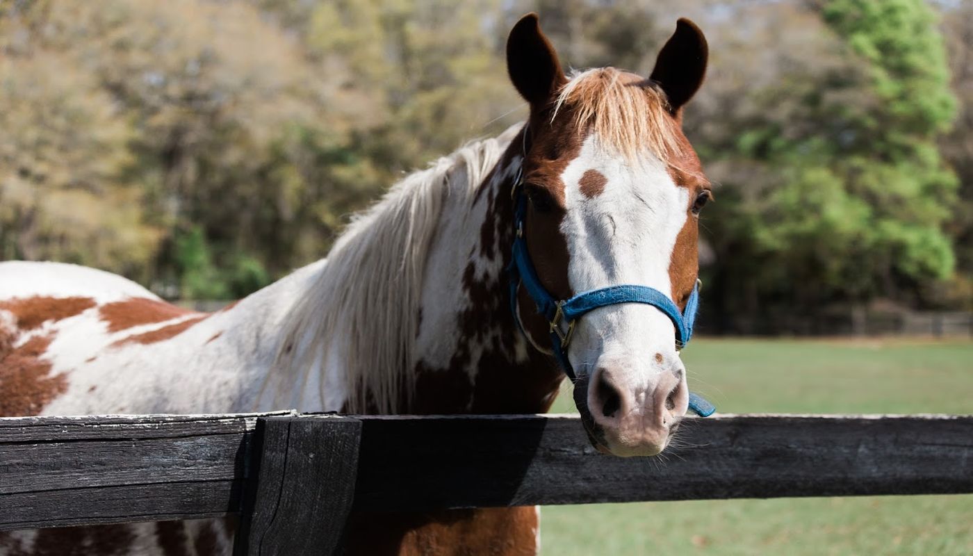 The Guest House Ocala
