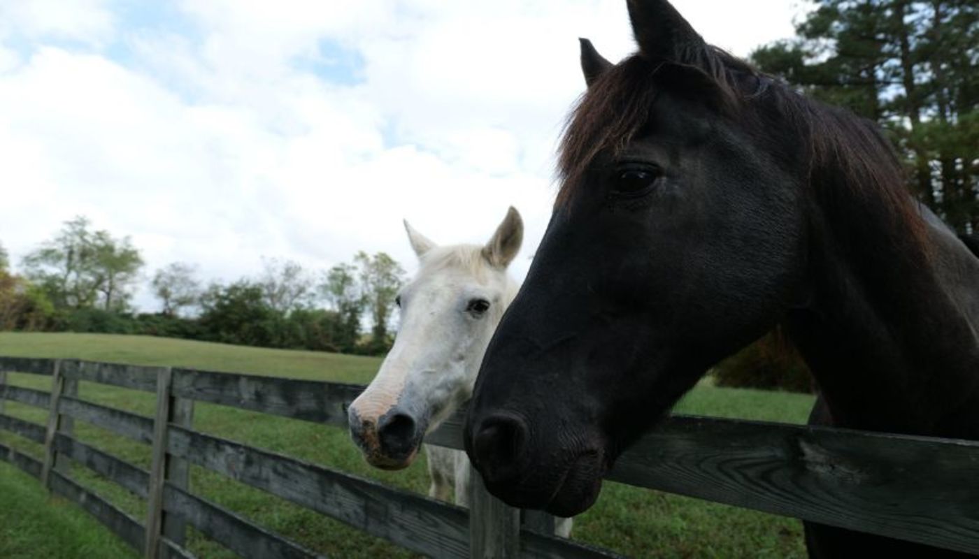 Warriors Heart Virginia